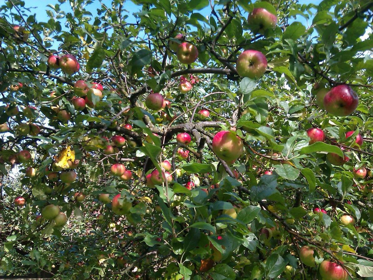 Apple Tree Leilighet Zagreb Eksteriør bilde